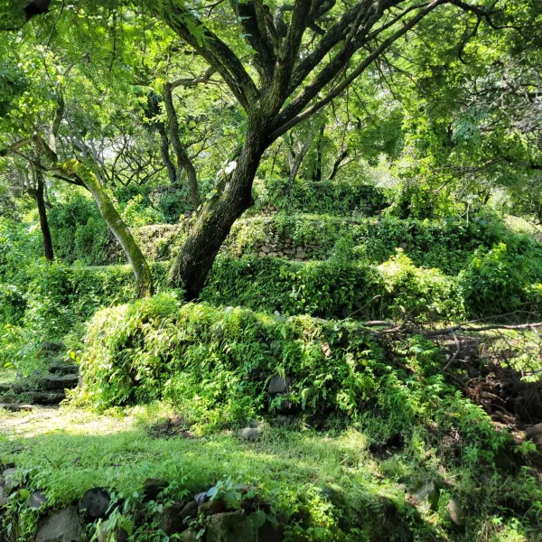 Green terraces covered in trees and vegetation on the lower slopes of El Tlatoani archaeological site