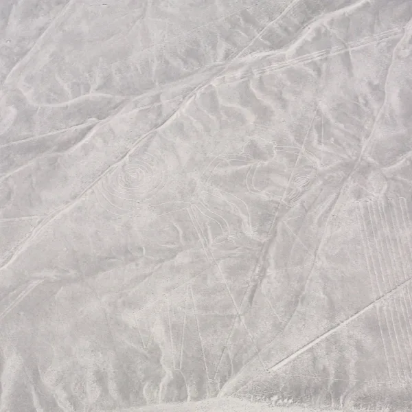 High-altitude photo of the Nazca Monkey geoglyph with its spiral tail and curved limbs visible in the desert floor