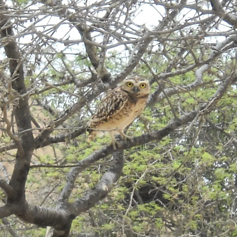 Close-up of a burrowing owl perched in a thorny algarrobo tree near the adobe pyramids of Túcume, Peru