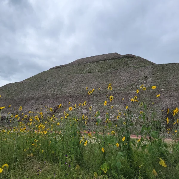 Yellow wildflowers blooming in front of the Pyramid of the Sun at Teotihuacan, capturing the contrast between ancient stone and natural life under a cloudy sky.