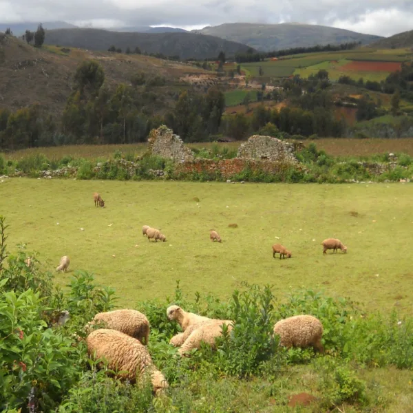 Sheep grazing among the ruins of Viracochapampa, Huamachuco, Peru, highlighting the blend of modern pastoral life with ancient Wari architecture.