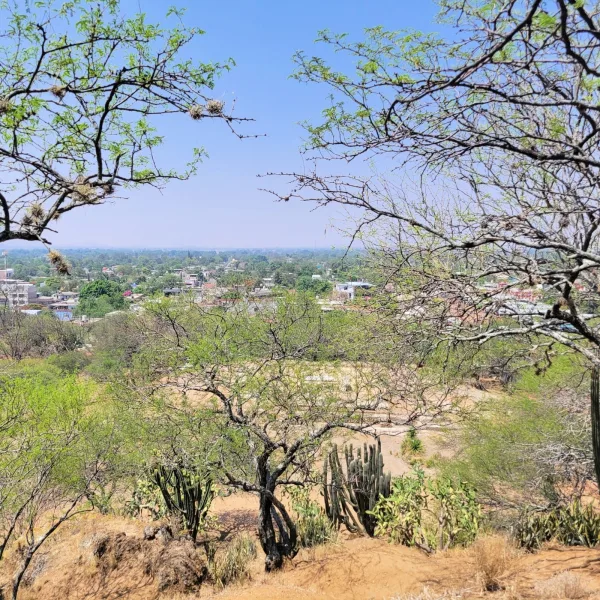 View from Zaachila ruins in Oaxaca overlooking a carved stone tomb, with dry-season trees and cactus in the foreground.