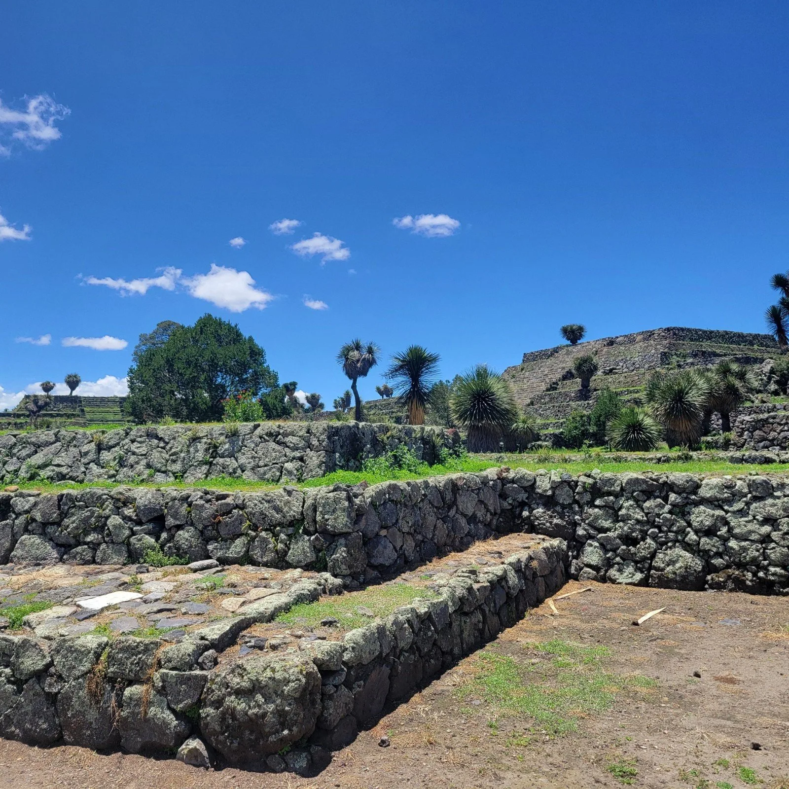 Stone walls and elevated platforms of Cantona’s acropolis zone, with scattered temple mounds and dryland vegetation beneath a clear blue sky