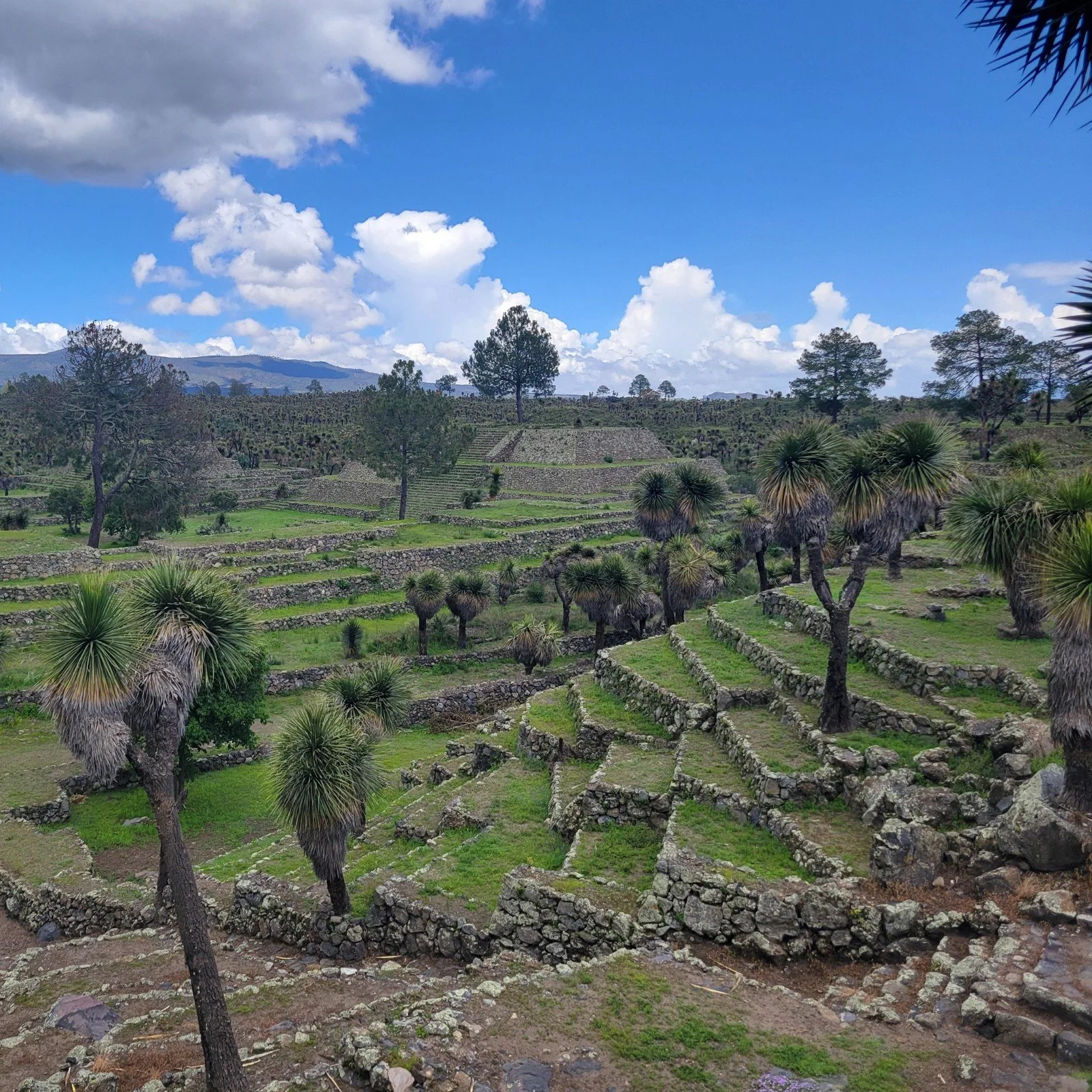 Terraced stone platforms in the Acropolis at Cantona, Puebla, located between the Conjunto de Juego de Pelota 7 and Plaza Oriente.