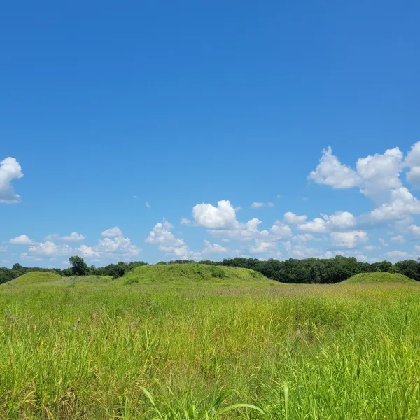 Wide grassland view of multiple Mississippian mounds at Kincaid, with trees on the horizon.