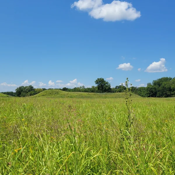 Overgrown Mississippian mound rising from the tall prairie grass at Kincaid Mounds, Illinois.