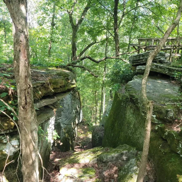 Moss-covered rock crevice and overlook at Millstone Bluff archaeological site, surrounded by dense forest in the Shawnee National Forest, Illinois.