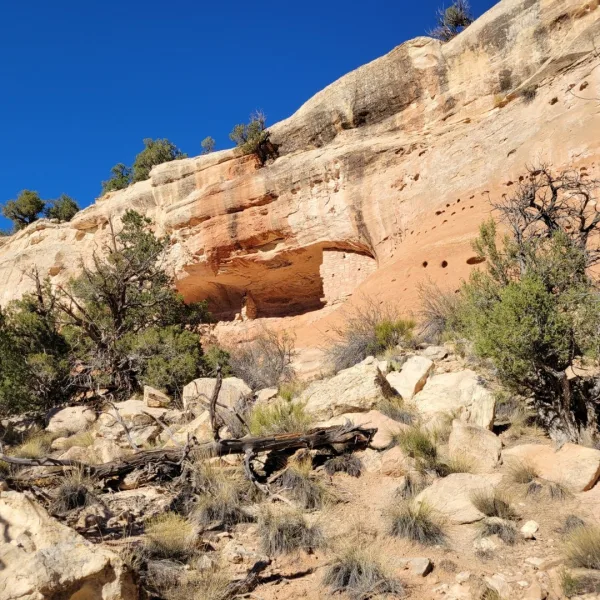 A small Ancestral Puebloan room block known as the Wall Curves with Bedrock House, tucked into the dark recess of a large cliff face.