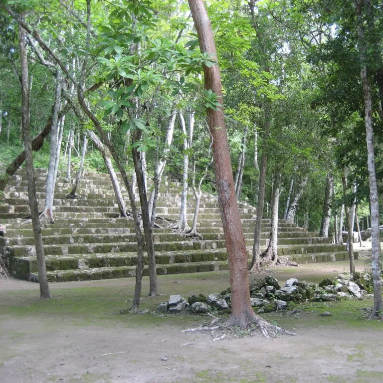 Stepped limestone terrace platform forming a structural substructure at the Maya site of Balamkú in Campeche, Mexico, with trees growing directly from the stone courses.