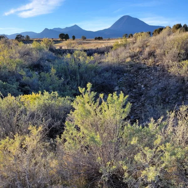 Shallow surface depression lined with scattered sandstone rocks and sagebrush marking buried architectural remains at Yucca House in Colorado with Ute Mountain rising in the background.