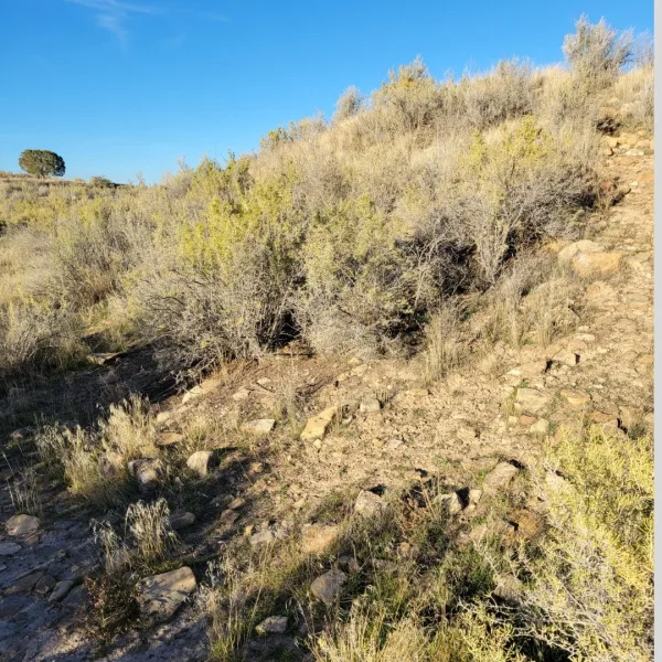 Mound of scattered sandstone blocks and vegetation marking buried architectural remains at Yucca House in Colorado.