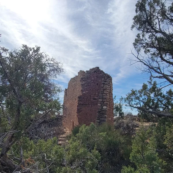 Side view of Holly House at the Holly Group, an Ancestral Puebloan structure standing on the canyon rim among juniper and sagebrush.
