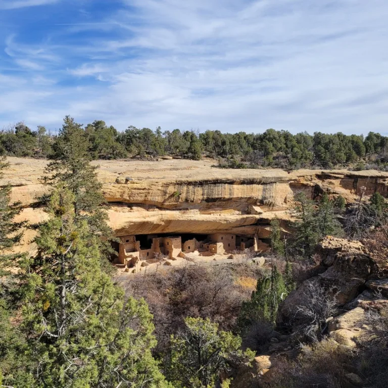 Wide overlook view of Spruce Tree House at Mesa Verde National Park, showing the cliff dwelling beneath a broad sandstone alcove surrounded by pinyon-juniper woodland.