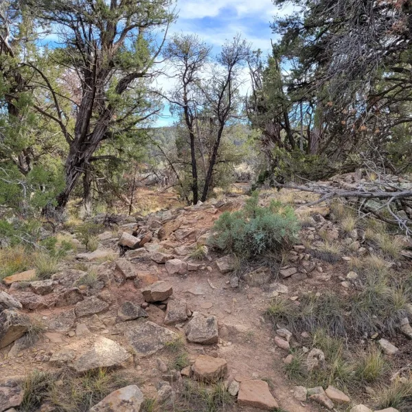 Rocky footpath at Sand Canyon Pueblo, an Ancestral Pueblo site in southwestern Colorado, with juniper trees, scattered stones, grasses, and low brush on a wooded slope.