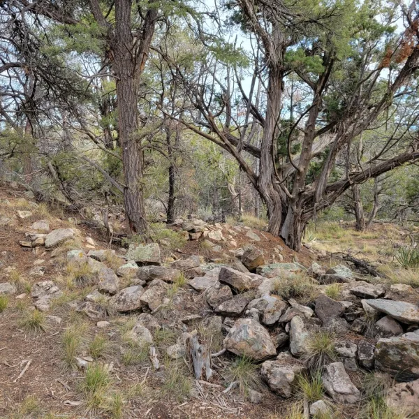 Collapsed stone rubble at Sand Canyon Pueblo, an Ancestral Pueblo site in southwestern Colorado, lying beneath juniper trees on a lightly wooded slope with dry grasses and scattered rocks.