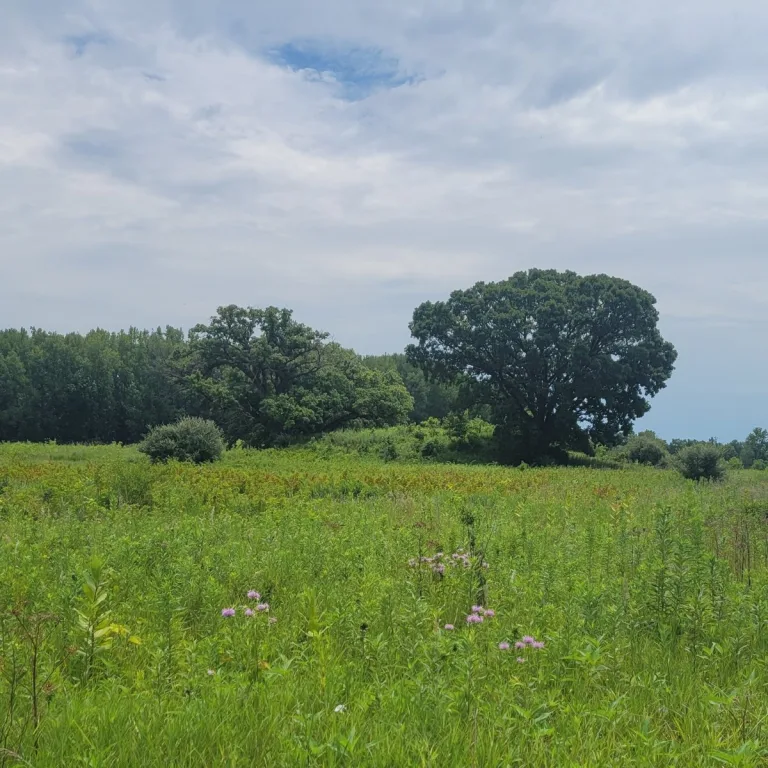 Ogden-Fettie Mounds in Illinois, with a grassy Havana-Hopewell mound group seen from the road, mature trees, prairie plants, and cloudy sky.