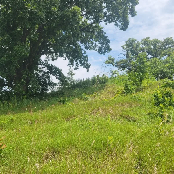 Base of Ogden Mound at the Ogden-Fettie Mounds, with a grassy slope, large trees, and dense summer vegetation around the earthwork.