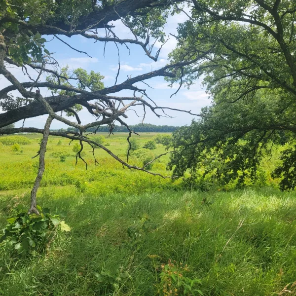 East-facing view from Ogden Mound at the Ogden-Fettie Mounds, with oak branches, tall grass, prairie vegetation, and distant fields.