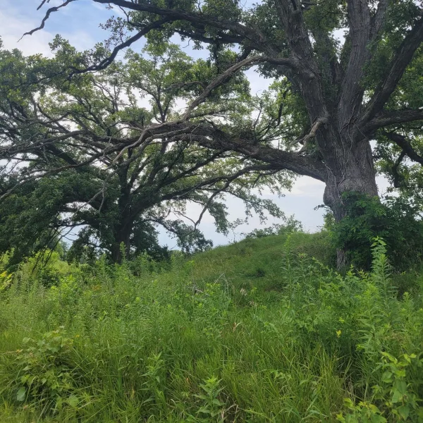 Ogden Mound at Ogden-Fettie Mounds in Illinois, with massive trees growing on the grassy mound summit and tall vegetation below.