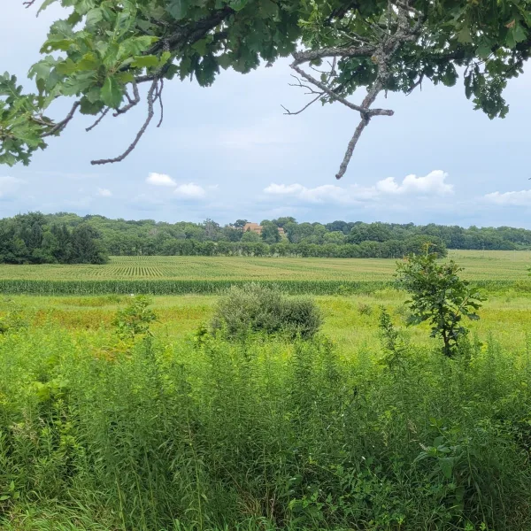 View from Ogden Mound at the Ogden-Fettie Mounds toward Dickson Mounds Museum across prairie vegetation, farm fields, trees, and open sky.