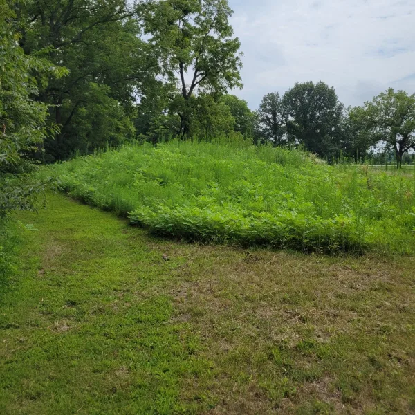 Toolesboro Mounds in Iowa, with an earthen mound covered by dense green vegetation and trees around the mound area.