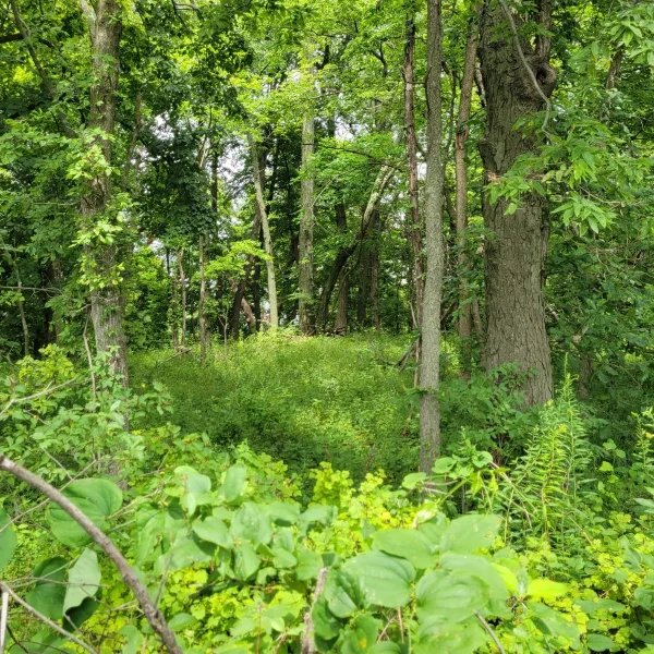 Toolesboro Mounds in Iowa, with a mound covered by dense trees, shrubs, vines, and overgrown vegetation.