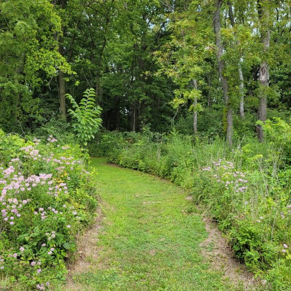 Toolesboro Mounds in Iowa, with a grassy path leading through dense plants, wildflowers, and trees toward the mound area.