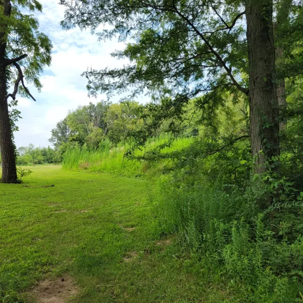 Toolesboro Mounds in Iowa, with an earthen mound along the woodland edge, partly covered by trees, vines, grass, and dense vegetation.