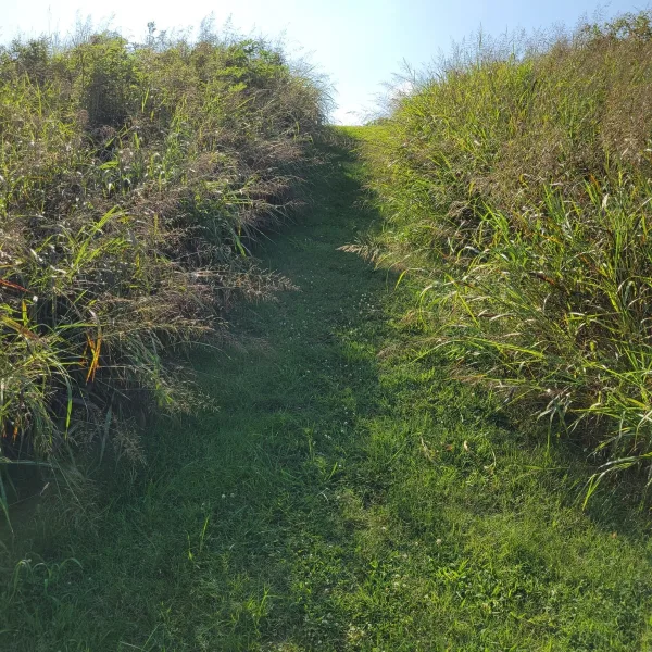 Mound 2 at Towosahgy State Historic Site in Missouri, with a grassy path leading up the main Mississippian mound through tall vegetation.