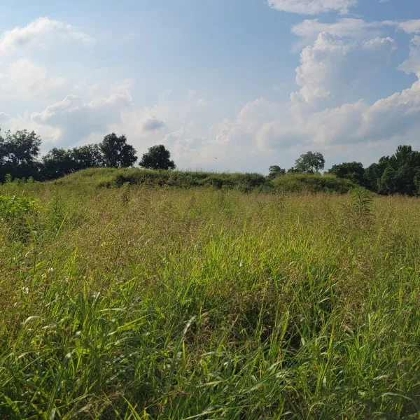 Mound 2 at Towosahgy State Historic Site in Missouri, with tall grass covering the main Mississippian mound and trees along the horizon.
