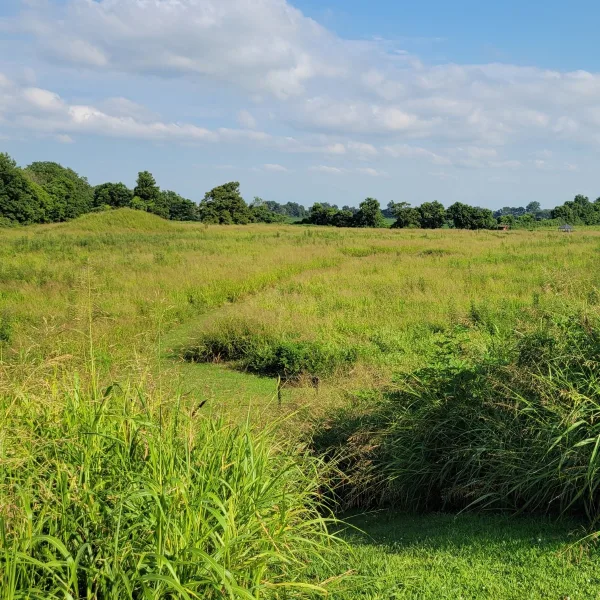 View from the top of Mound 2 at Towosahgy State Historic Site in Missouri, showing open grass, tall vegetation, low mounds, trees, and the surrounding mound center.