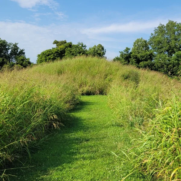 Mound 5 at Towosahgy State Historic Site in Missouri, with a grassy path leading through tall vegetation to a low Mississippian mound.