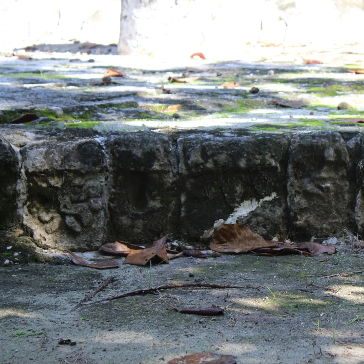 Close view of a moss-covered stone platform edge with fallen leaves at San Miguelito in Cancún, Quintana Roo, Mexico.